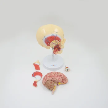 Žuvacích Svalov Model Lebky a Mozgu Anatomický Model Odnímateľný Vzdelávacie Zariadenia, Lekárske Vedy Anatómia