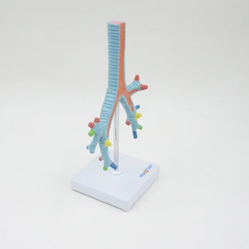 Model Segmental Priedušiek Ľudských Bronchus Anatomické Nástroj Dýchací Systém Vzdelávacie Zariadenia Zdravotnícke Dar Vyučovania
