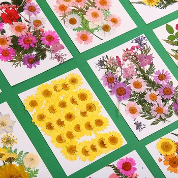 Stlačené Kvet Zmiešané Sušené Kvety DIY Umenie Kvetinový Dekoroch Kolekcie Darček Plavidlá DIY 2020ing