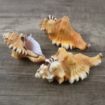 Slon Nos Francúzsky Conch Prírodné Shell Remesiel Vzácne Zbierky Vynikajúci Darček Morských Vzor
